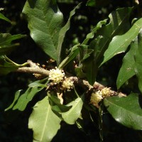 Streblus taxoides (B.Heyne) Kurz